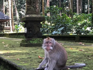 Sangeh monkey forest