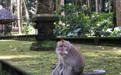 Explore Jatiluwih Rice Terraces and Beratan Lake Temple
