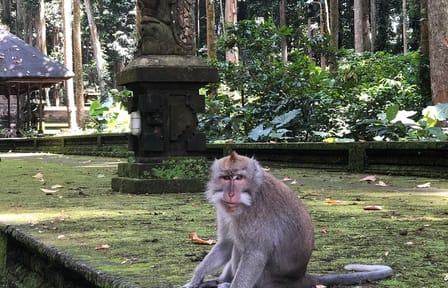 Explore Jatiluwih Rice Terraces and Beratan Lake Temple