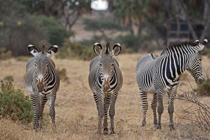 15-Day Bush & Beach Safari in Kenya 8