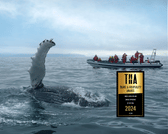 Whales, Puffins & Reykjavík 1