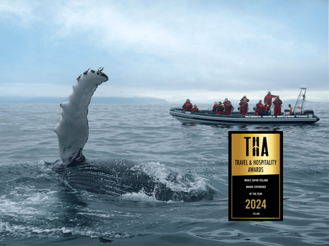 Whales, Puffins & Reykjavík