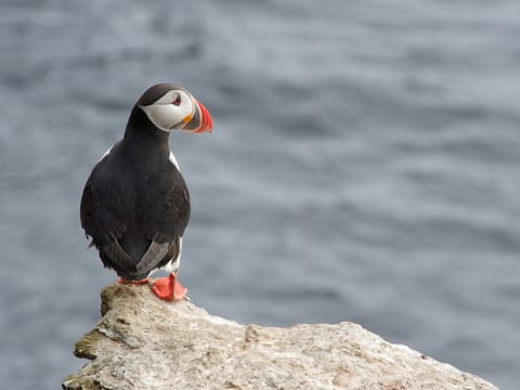 Whale Watching & Puffin Tour from Hauganes, photo 5