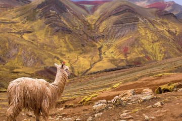 Palcoyo Rainbow Mountain Day Trip from Cusco, Peru