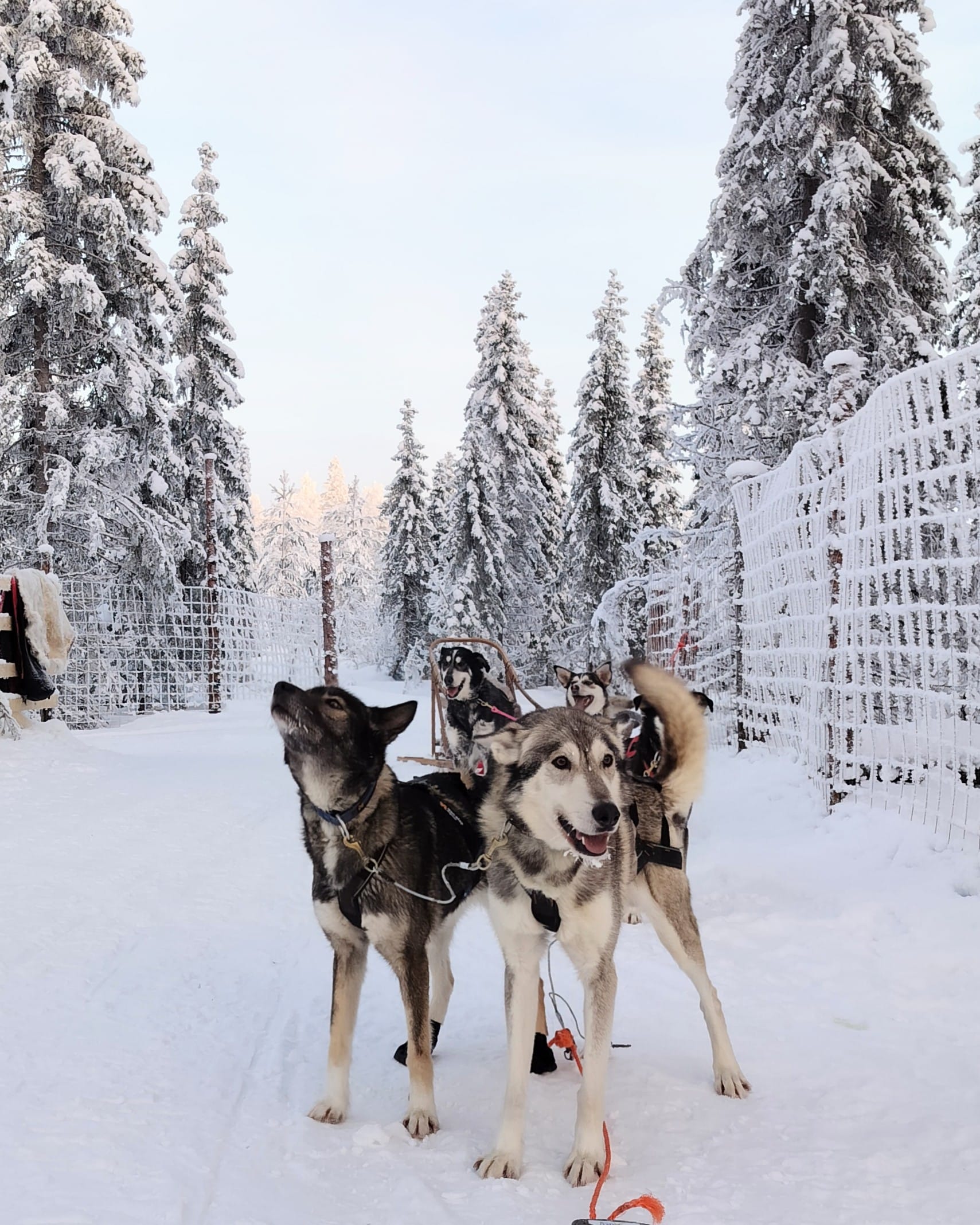 four alaskanhuskies in front of a sled with snowy trees in the background