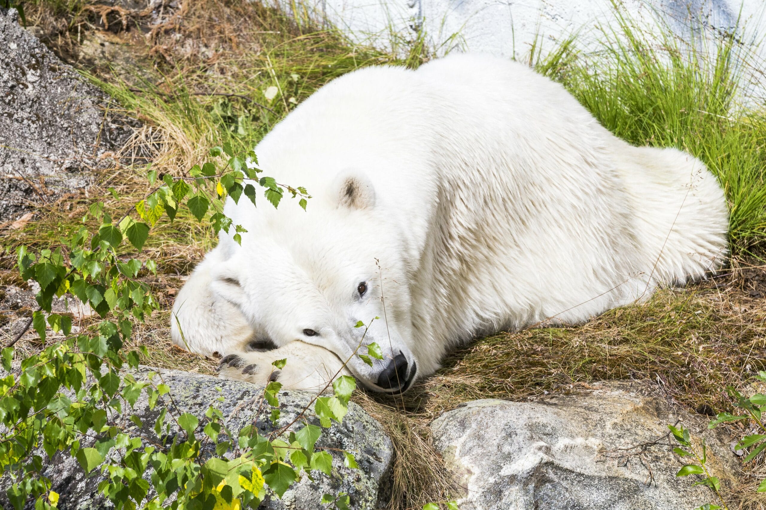 A polar bear resting at Ranua Wildlife Zoo Park in Rovaniemi during StayLapland's Summer Visit.