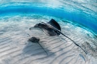 Grand Cayman Stingray City and Snorkeling with Beach Lunch 3