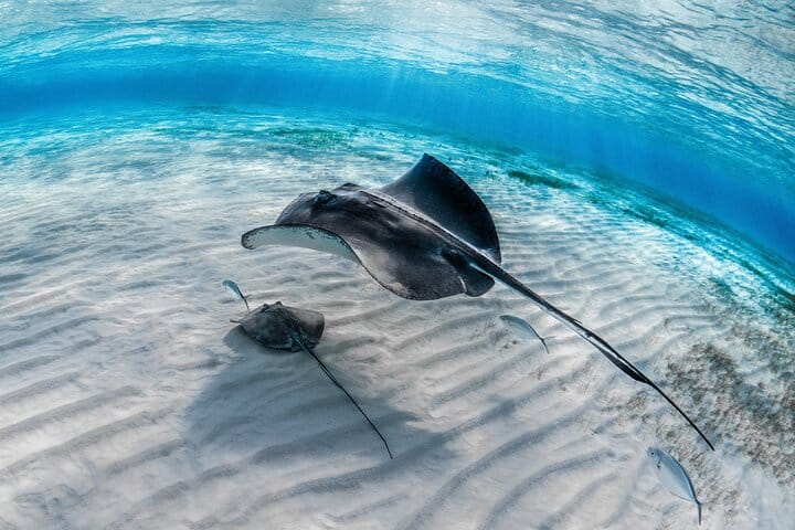 Grand Cayman Stingray City and Snorkeling with Beach Lunch 3