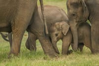 Wilpattu National Park from Colombo 3