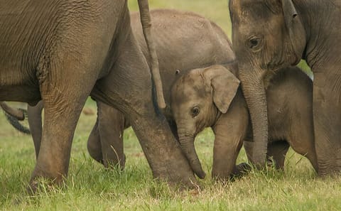 Wilpattu National Park Wildlife Tour from Colombo