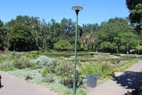 Company Gardens flowers