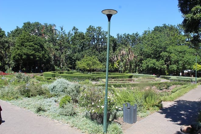 Company Gardens flowers