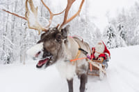 Reindeer Farm Visit & Sled Ride 3