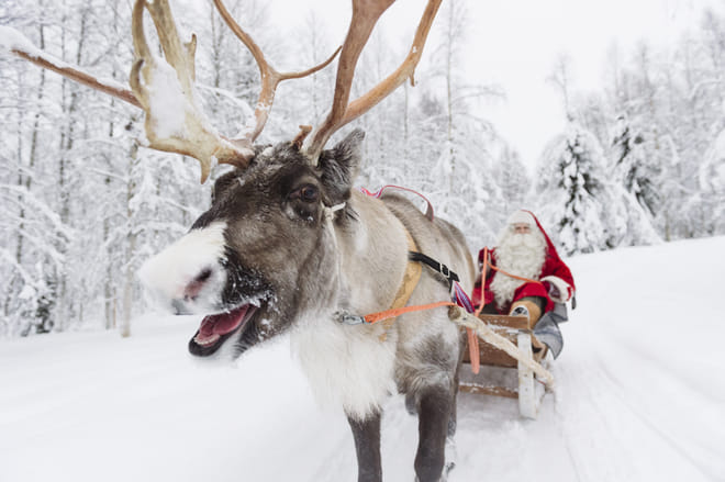 Reindeer Farm Visit & Sled Ride 3