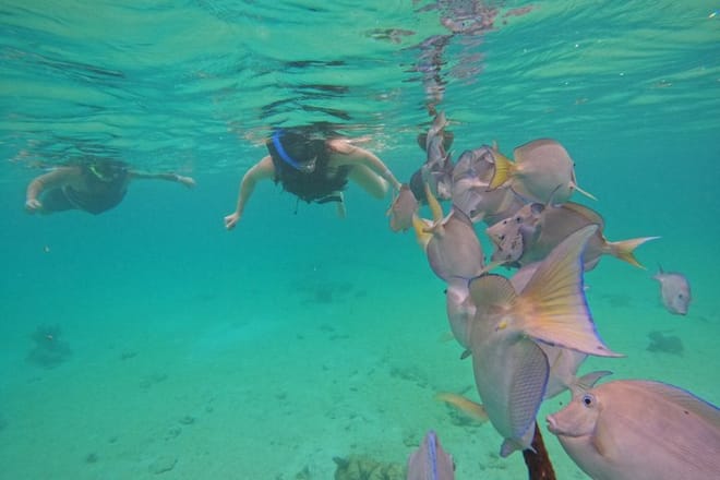 Santuario de tortugas Akumal Snorkel Experiencia marina