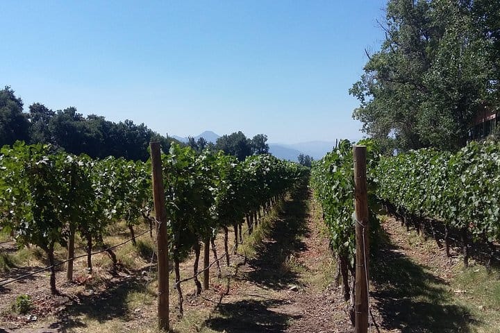 Half Day Trip to Cousiño Macul Vineyard from Santiago - Wine Tasting Included