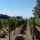 Cousino Macul Vineyard 2