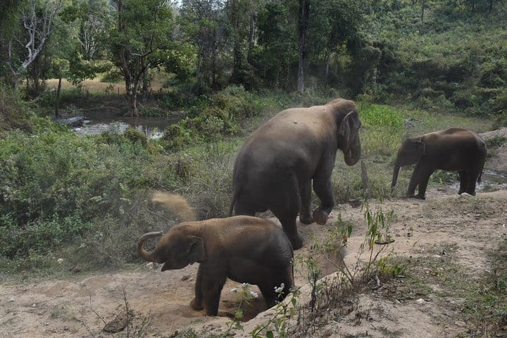 Care Pride Elephants: Full-Day Tour Experience