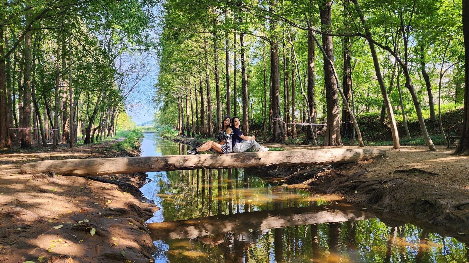 Tall trees lining the forest path at the Millennium Forest Garden in Gyeongju.