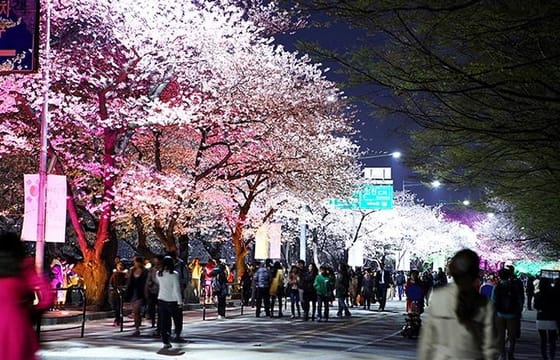 Spring 3 days Seoul & Mt Seorak Cherry blossom with Nami Island on 7 to 14 Apr