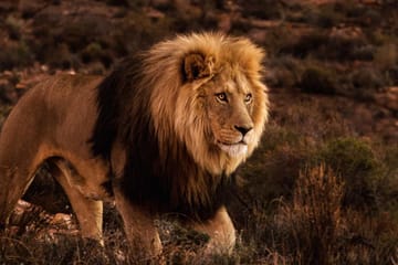 Aquila Reserve Safari with Lunch and Wine Tasting from Cape Town