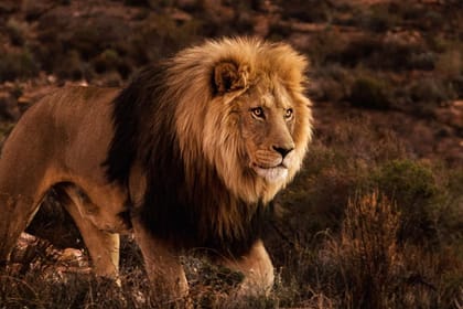 Cape Town: Aquila Reserve safari with lunch & wine tasting