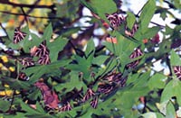 Butterflies’ Valley & Chalki Island (Rhodes) 4