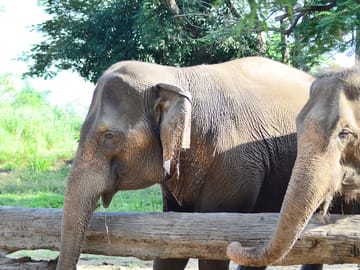 Lampang-Lampoon Day Trip