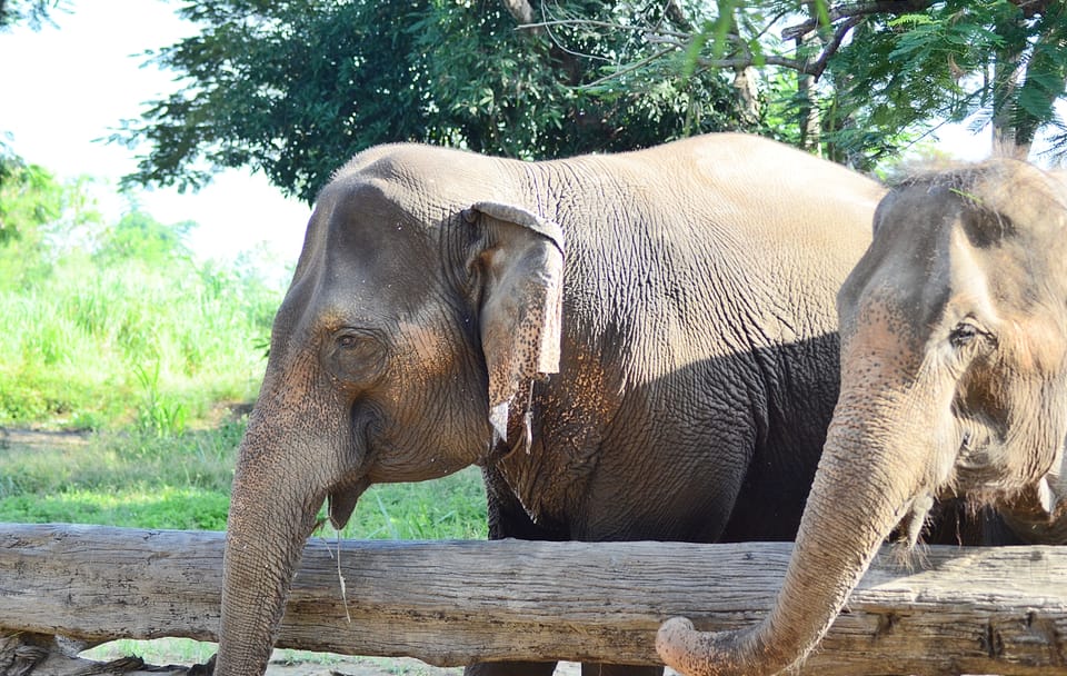 Lampang City Tour with Elephant Conservation Experience