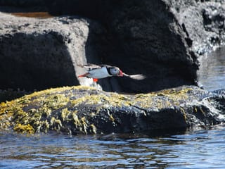 Reykjavík Premium Puffin Watching, photo 6