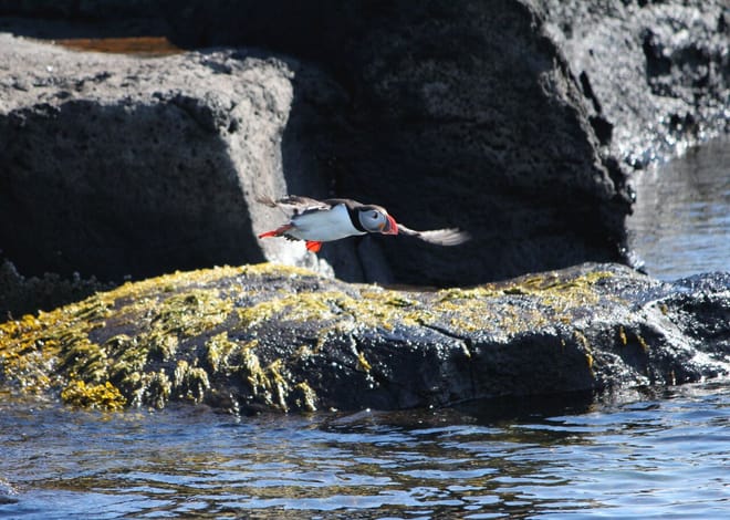 Reykjavík Premium Puffin Watching 5