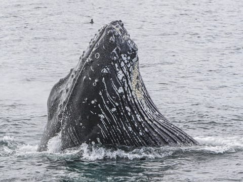 Whale Watching Hólmavík