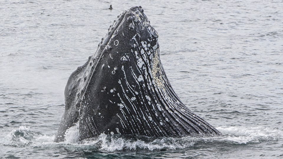 Whale watching in the Westfjords: Ísafjörður or Hólmavík