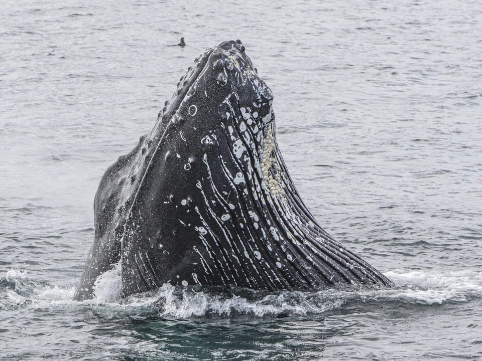 Whale Watching Hólmavík — Whale Watching Holmavik
