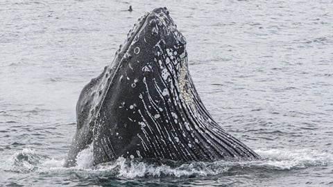 Whale watching in the Westfjords: Ísafjörður or Hólmavík