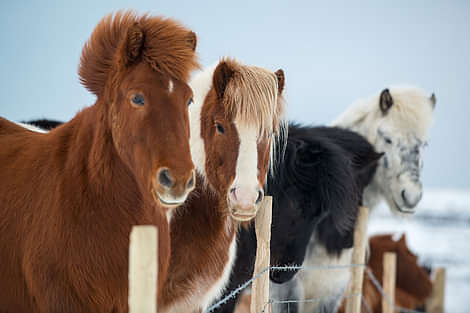Icelandic horses waiting behind a fence on a northern lights trip