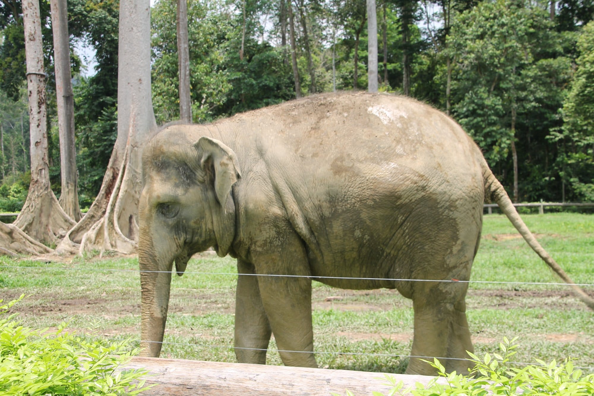 Elephant Sanctuary