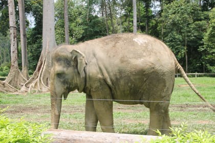 Elephant Sanctuary Experience in Lanchang, Pahang