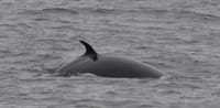 Whale Watching from Reykjavík & Akureyri 8