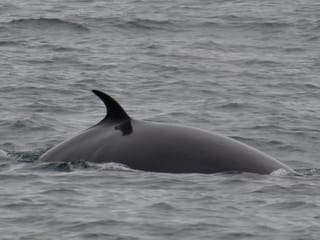 Whale Watching from Reykjavík & Akureyri, photo 9
