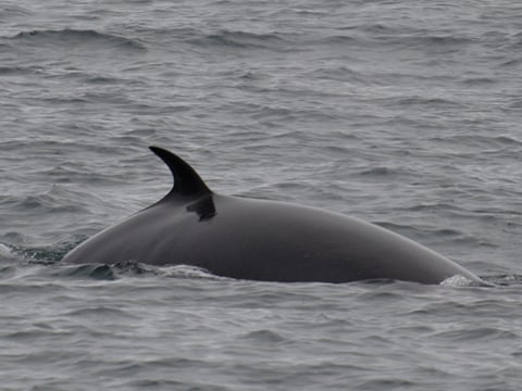 Whale Watching from Reykjavík & Akureyri, photo 9