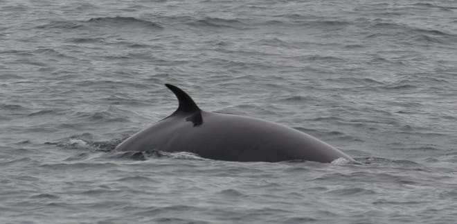 Whale Watching from Reykjavík & Akureyri 8