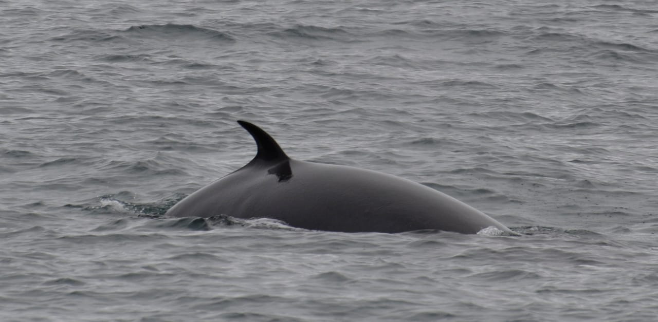 Whale Watching from Reykjavík & Akureyri 8