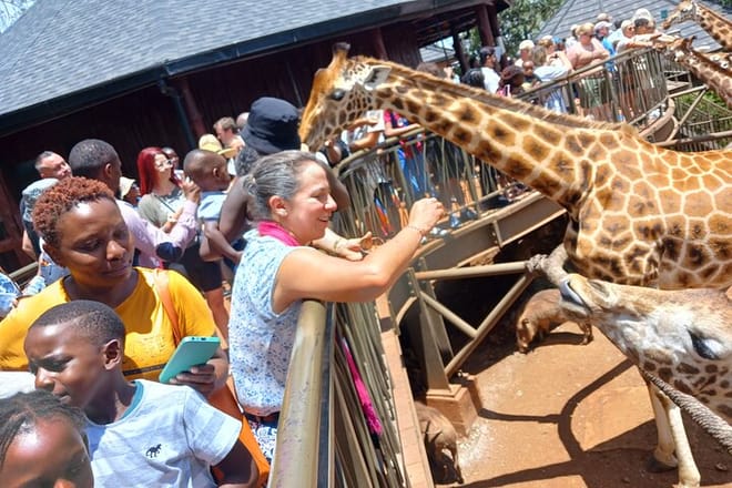 At the giraffe centre