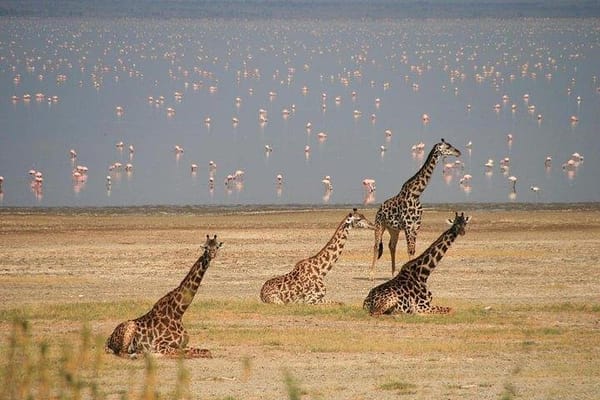 Lake Manyara Guided Tour From Arusha 