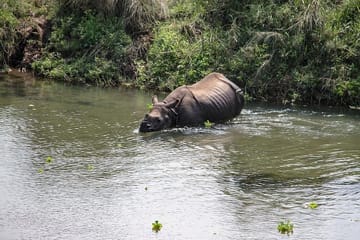 3 Day Chitwan Jungle exploration Tour from Pokhara