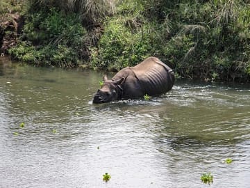 3-Day Jungle Adventure Tour in Chitwan National Park from Pokhara