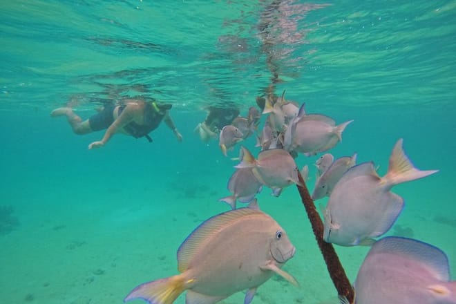 Santuario de tortugas Akumal Snorkel Experiencia marina