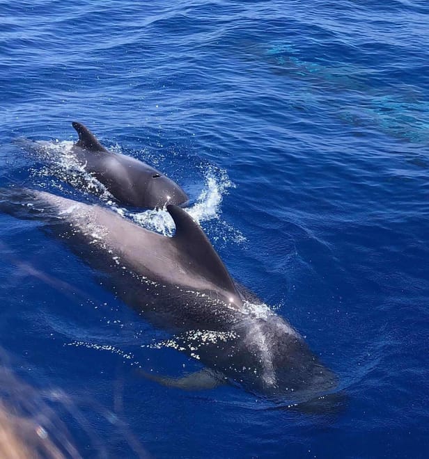 Whale and Dolphin Watching Yacht Trip in Puerto Colón 8