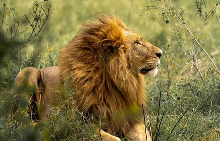 Big Five Luxury Safari in Tanzania